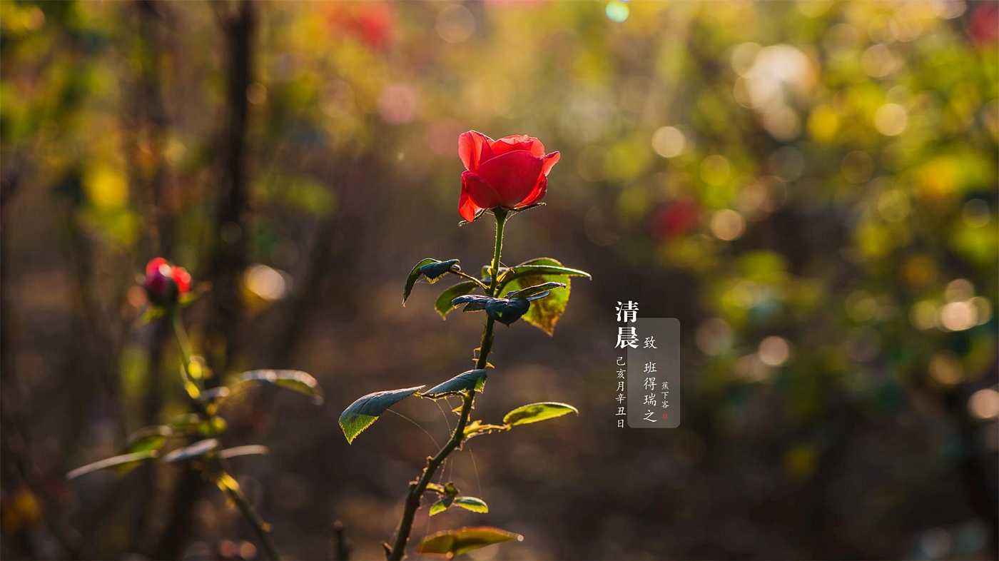 世界上最经典的十首纯音乐班得瑞,班得瑞的乐队