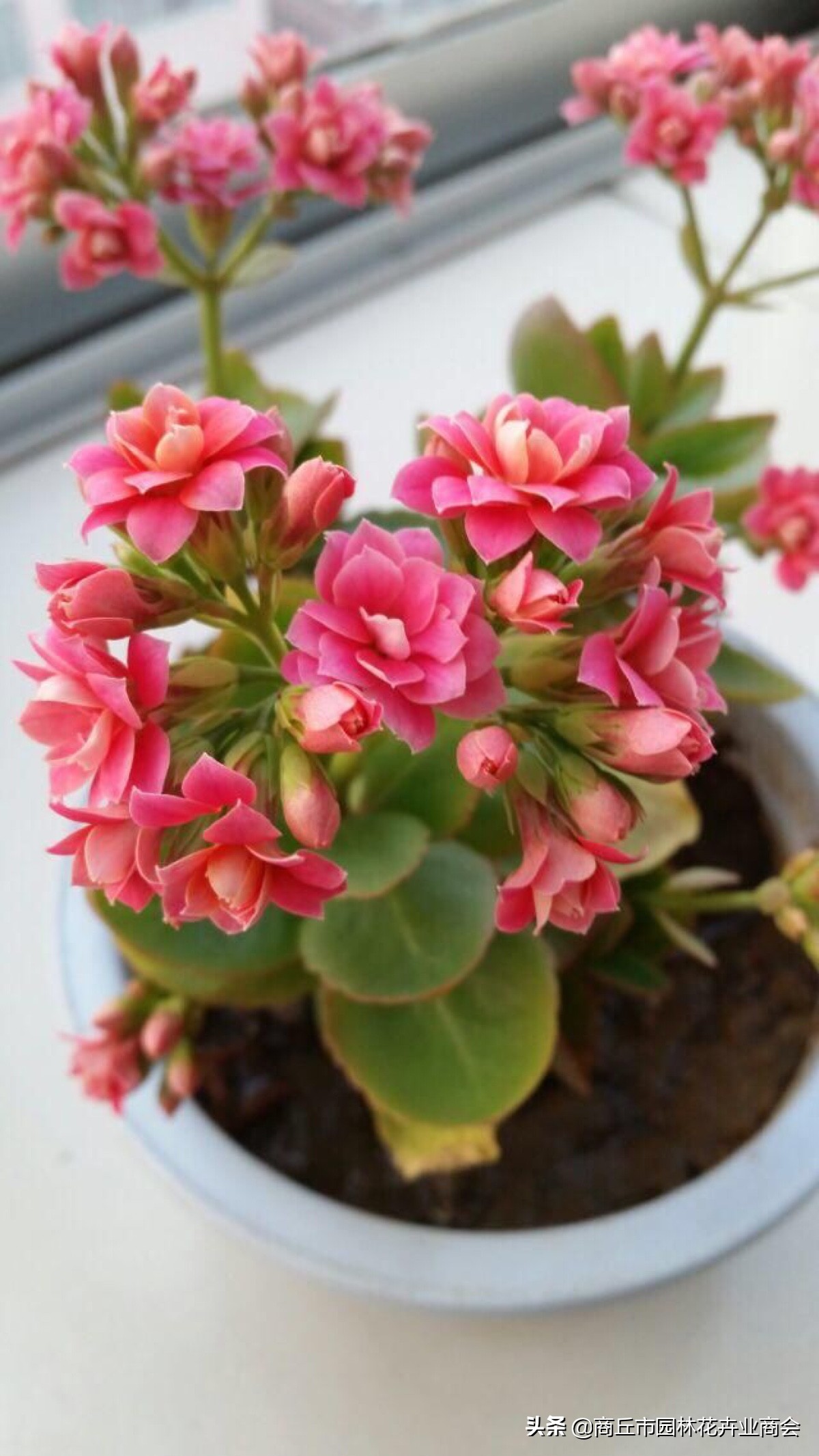 长寿花的病虫害以及防治方法,长寿花常见病虫害有哪些