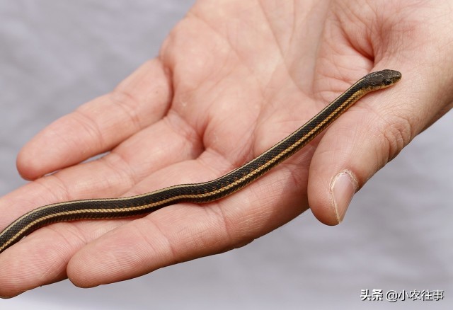 深山发现的神秘物种,最吓人的物种是什么