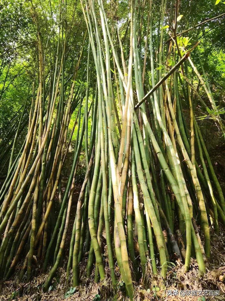 作家专栏：李爱霞散文《三峡人家》