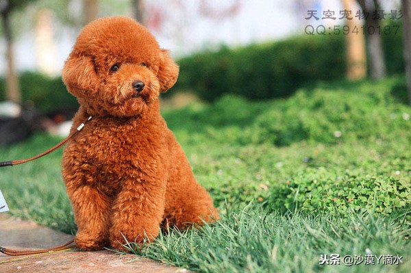 比尼熊狗狗价格,阿拉斯加狗狗价格