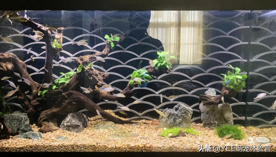 鱼缸爆褐藻怎么能变成绿藻,鱼缸爆绿藻对鱼有危害么