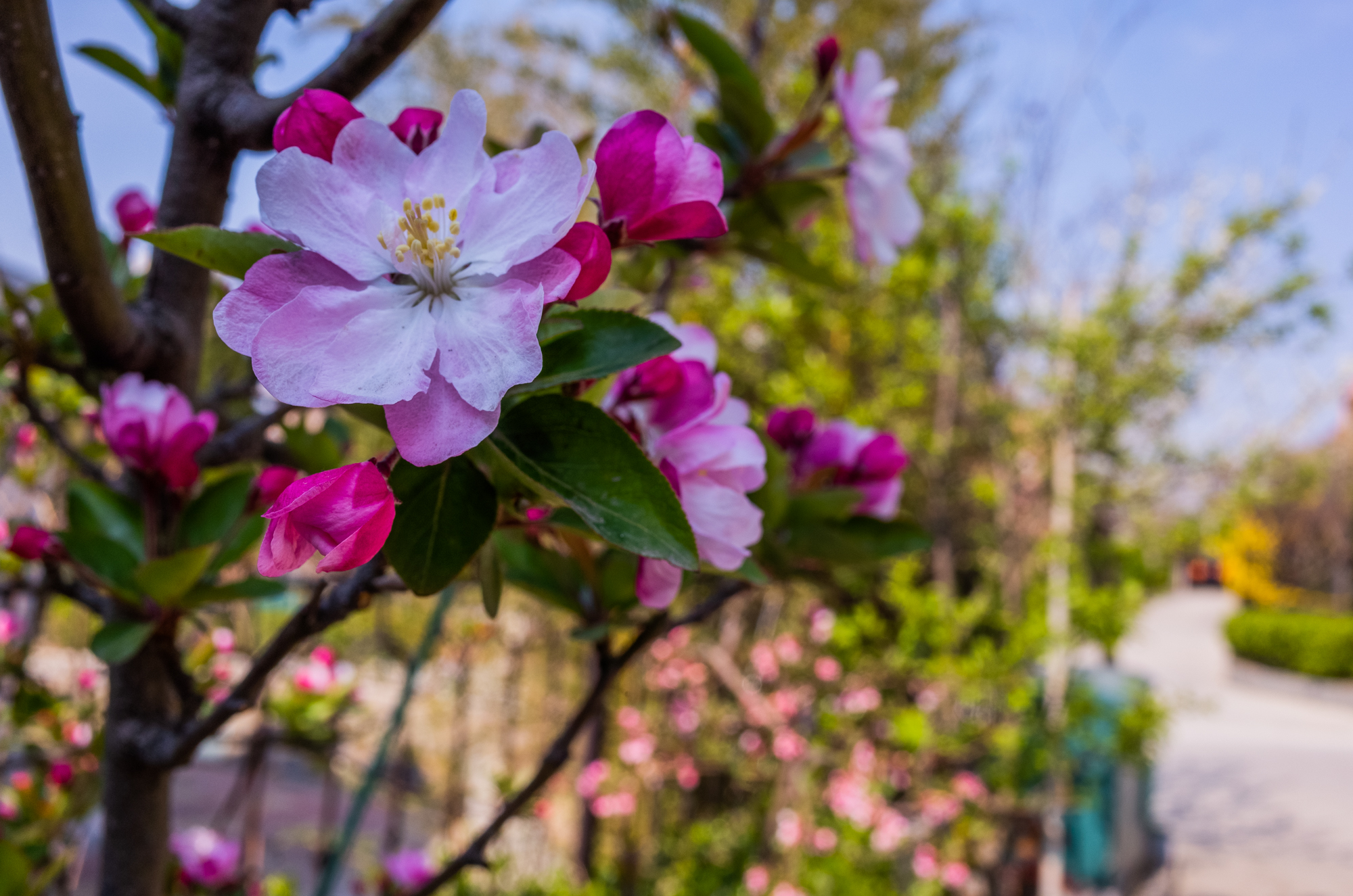 鍗庝负p30pro瀵规瘮鑻规灉12pro,鍗庝负p30pro瀵规瘮iphonese2