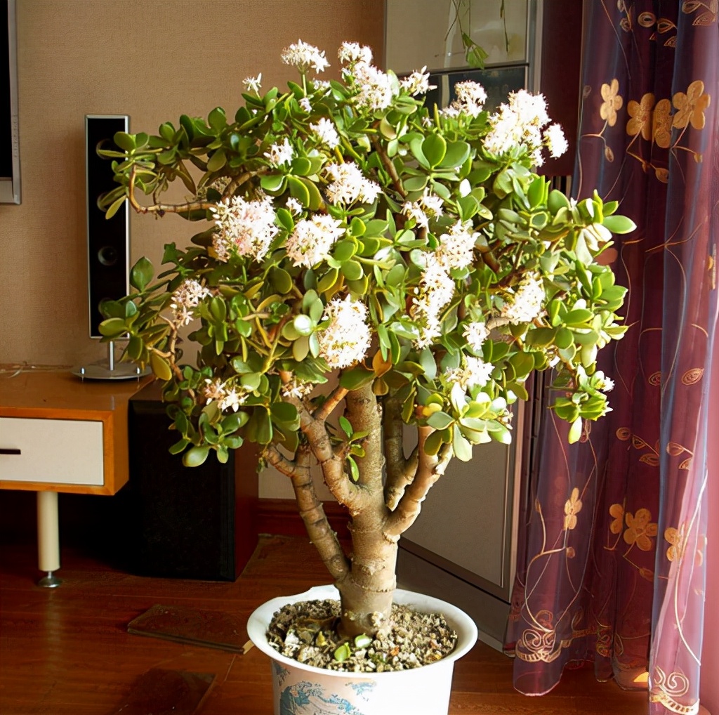 5种花不吉利再喜欢也别养在室内,5种花常年开花易爆盆