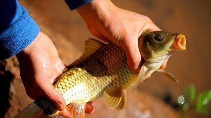 小药用对了是在诱鱼,用错了就是在赶鱼