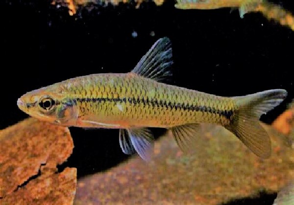 鱼缸养什么淡水小型观赏鱼好养活,石头造景原生缸小型观赏鱼