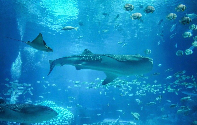 珠海高铁站到长隆海洋王国,珠海长隆海洋王国海底世界