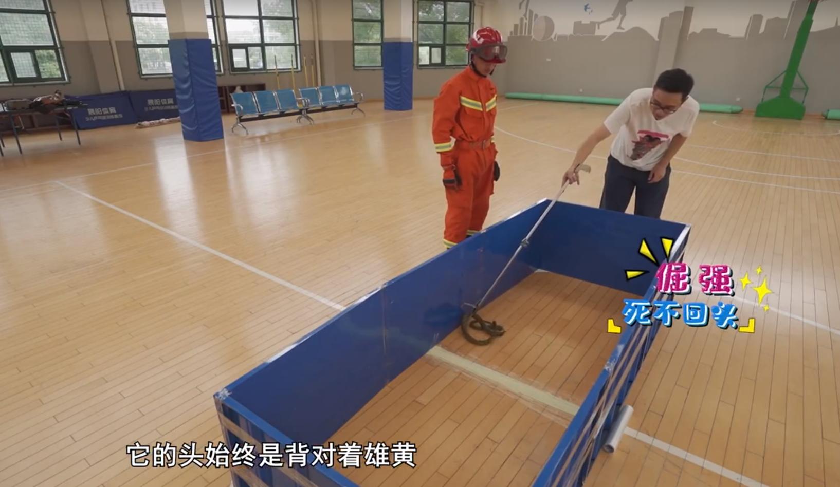 为什么蛇不敢碰鹅屎,为什么蛇不敢咬鹅