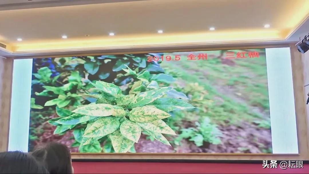 有了红鼻子怎么办,有红鼻头会怎样