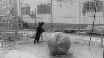 每个生命都值得被虐待,任何生命都不该被虐待