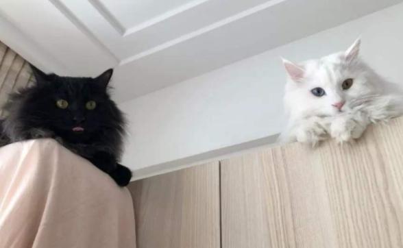 猫咪在床上拉尿怎么教训,猫咪想尿尿时会有哪几种反应