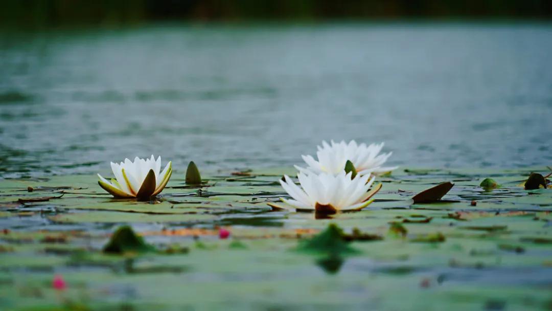 睡莲清心寡欲图片,睡莲夏日清欢