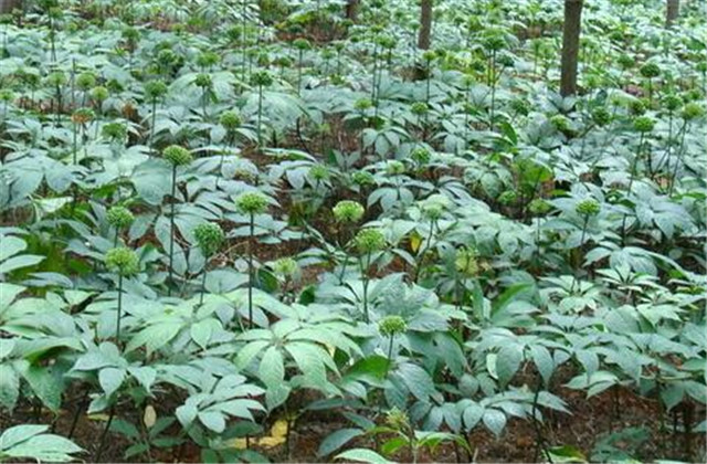 怎样栽培和加工三七,食用三七种植技术大全