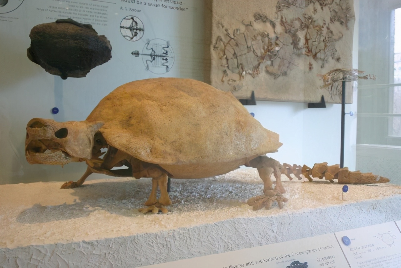 神兽玄武被吃光,人类300年