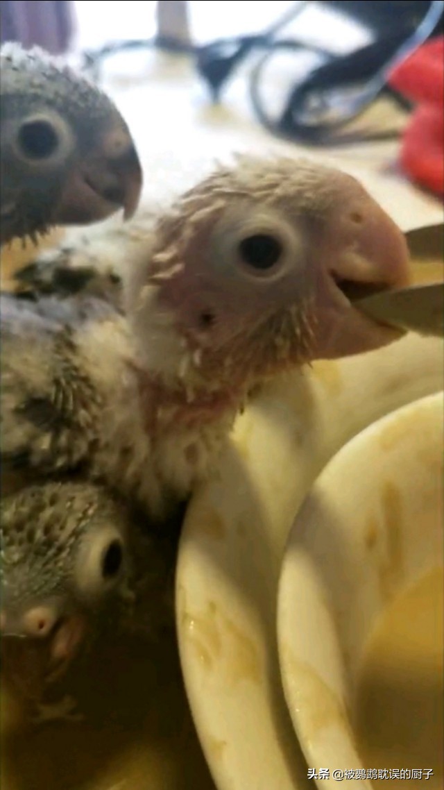 家养鹦鹉飞出去能活多久,虎皮鹦鹉刚到家活蹦乱跳