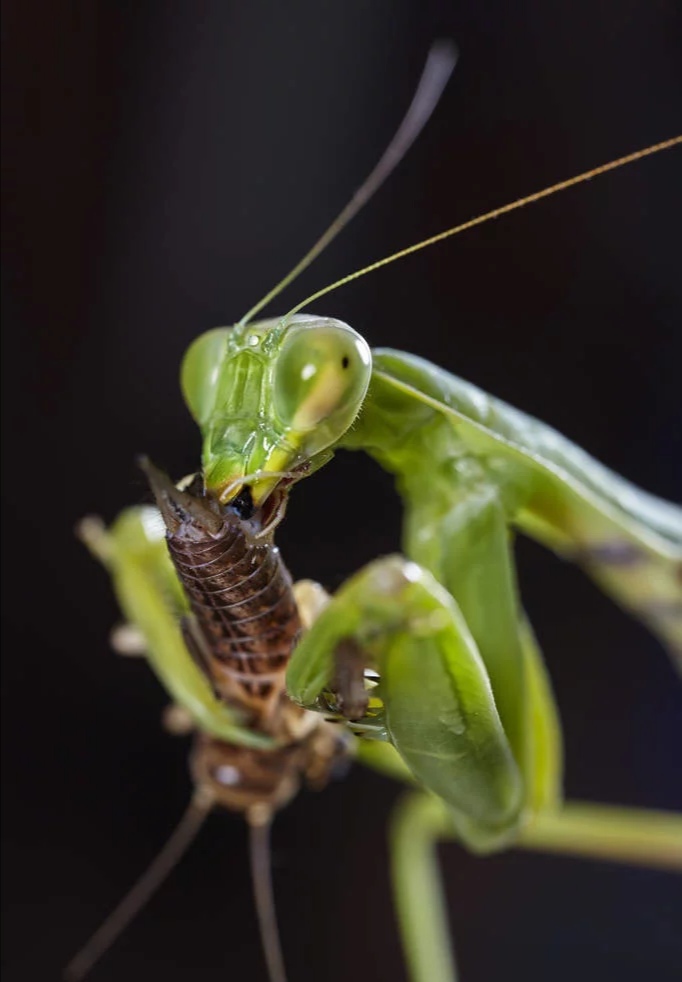 农村潮湿环境常见的昆虫,在乡下能捉到哪些可爱的虫子