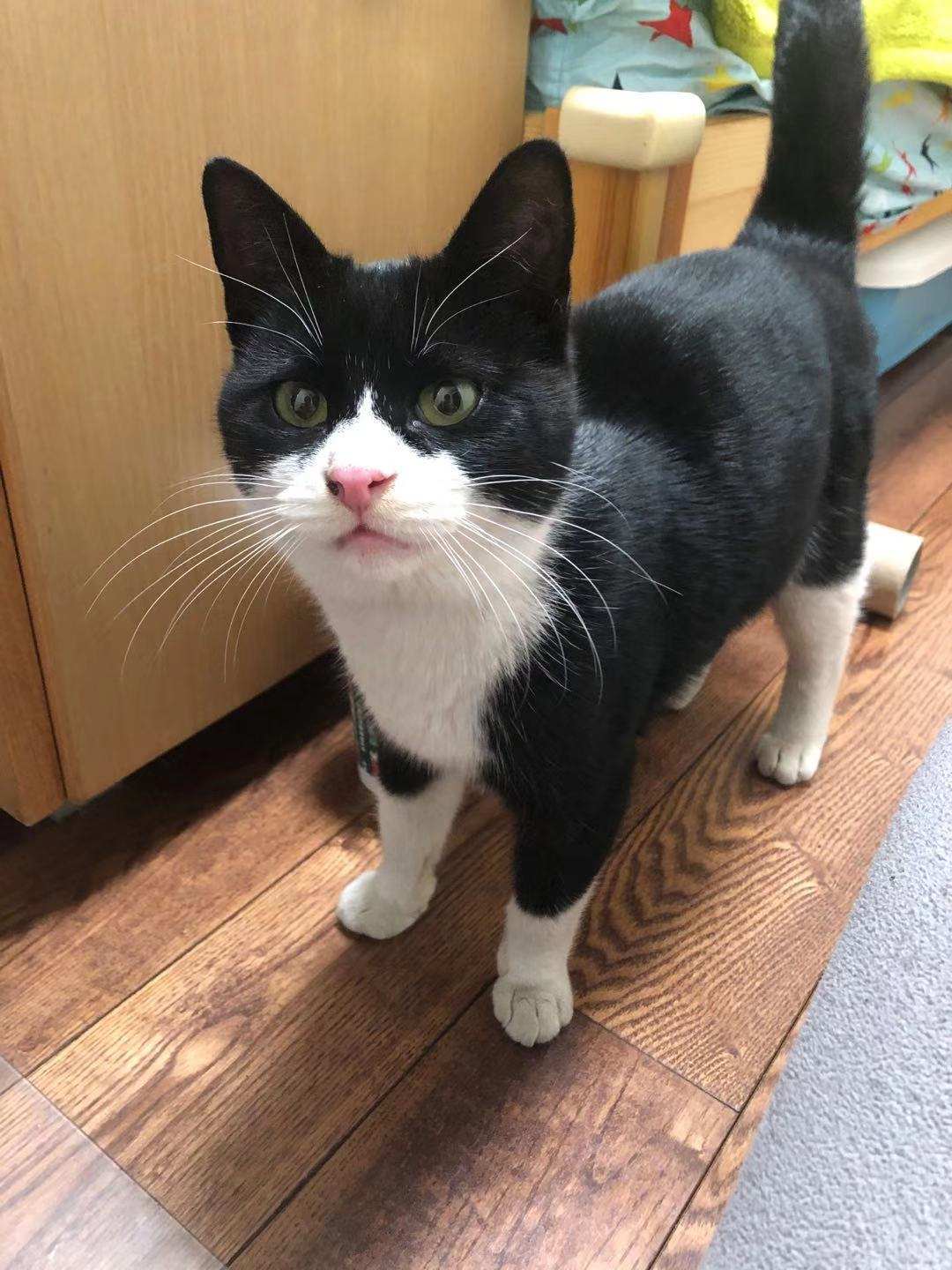 嘉蓝三文鱼猫粮,嘉蓝猫粮和皇家猫粮