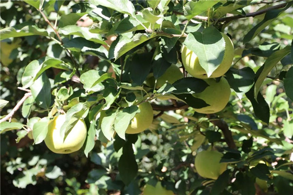 「密云农业」终于等到你，还好没放弃！黄元帅苹果上架开售了