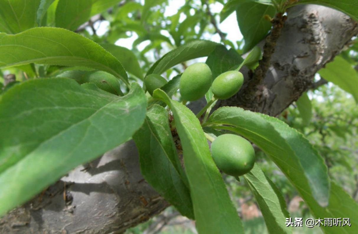 种植桃如何增产,桃树产量低怎么办