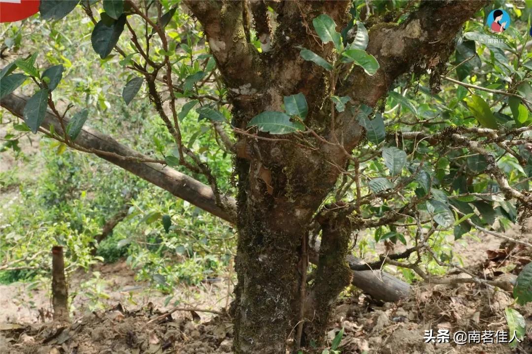冰岛五寨糯五价格,冰岛五寨谁最有性价比