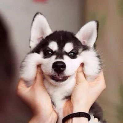 微信朋友圈买宠物被骗,朋友圈卖宠物狗骗局