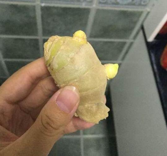 怎样让姜快速发芽做盆栽,盆栽植物姜