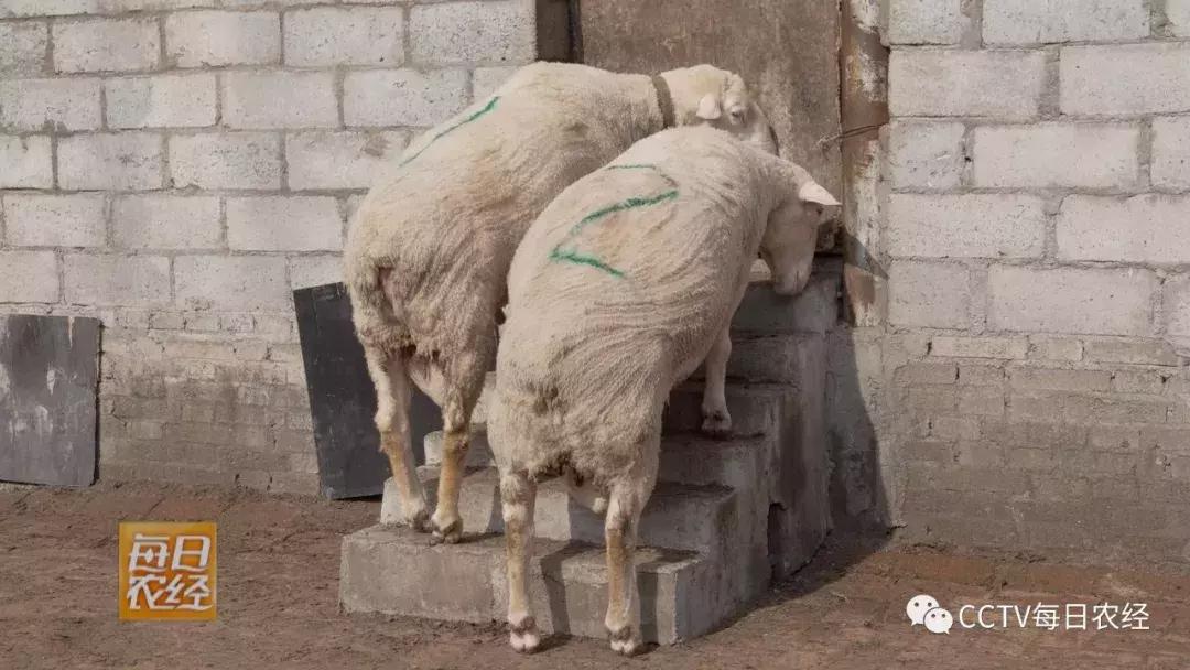 吃得了杜仲，卖的出价钱的羊