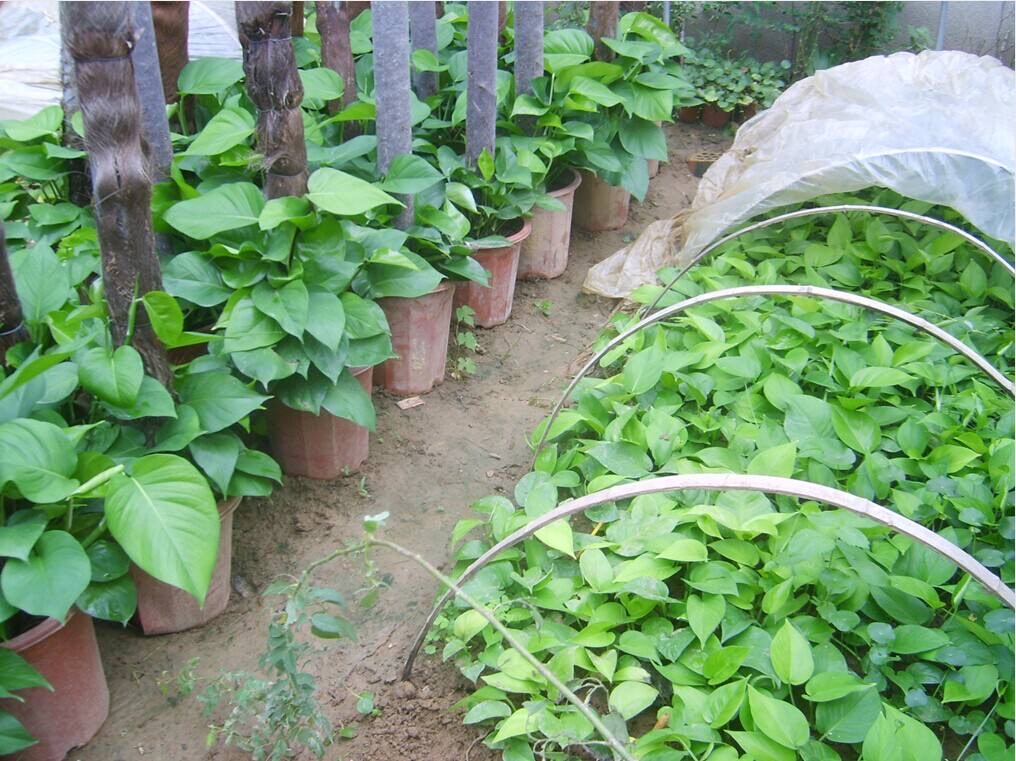 扦插的绿萝怎么才能快速爆盆,绿萝扦插方法和注意事项