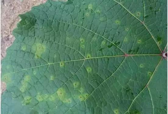 葡萄叶片黄化用什么药,葡萄叶黄化是怎么回事