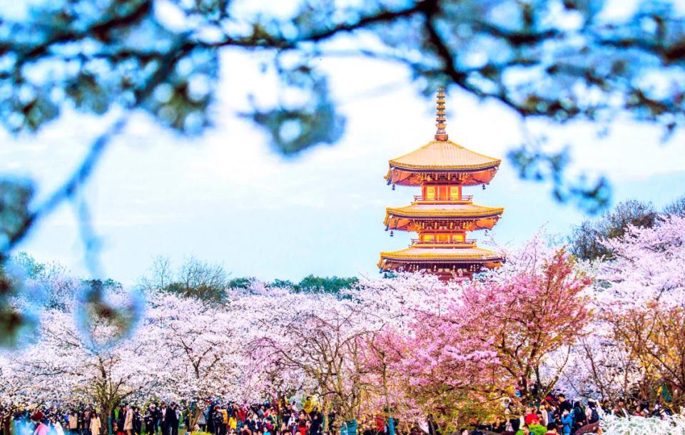 武汉光谷推荐酒店,武汉看樱花住宿攻略