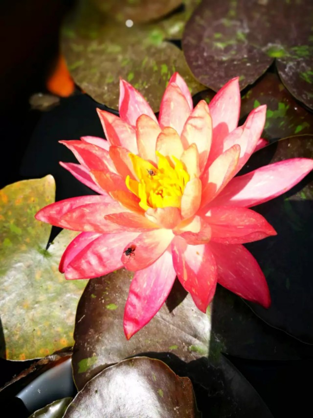 睡莲万维莎片段,睡莲万维莎