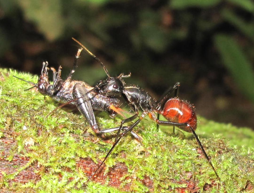最具杀伤力的蚁种之一巨人恐蚁,巨型毒蚂蚁入侵