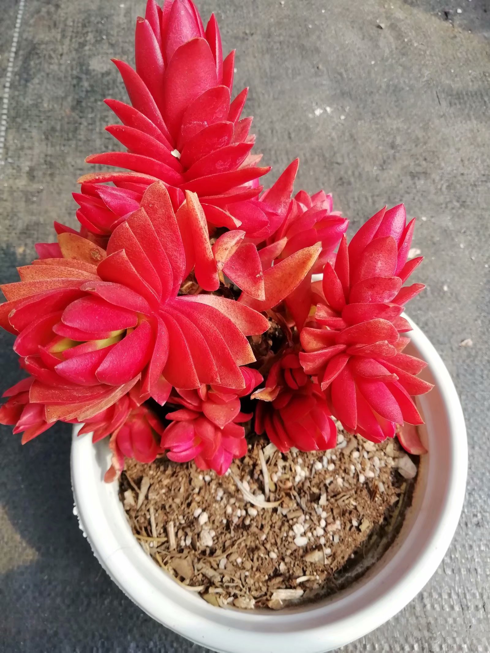 多肉养出状态来有多美?这102种多肉控养上色之后美呆了