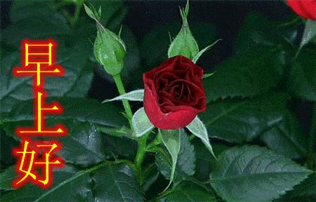 微信特好看早上好问候语表情图片,早上好微信问候语大全带表情包