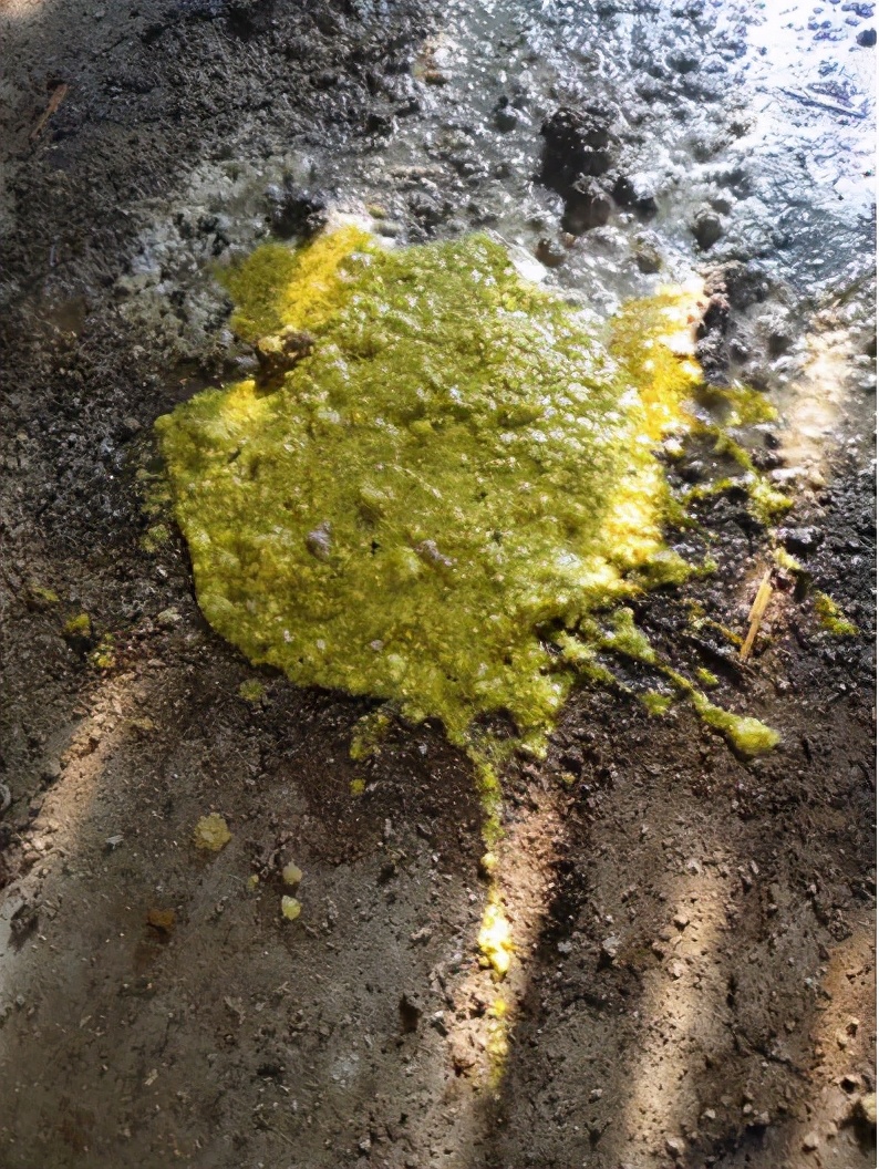 哺乳仔猪传染性胃肠炎治疗,哺乳仔猪吐奶腹泻是怎么回事