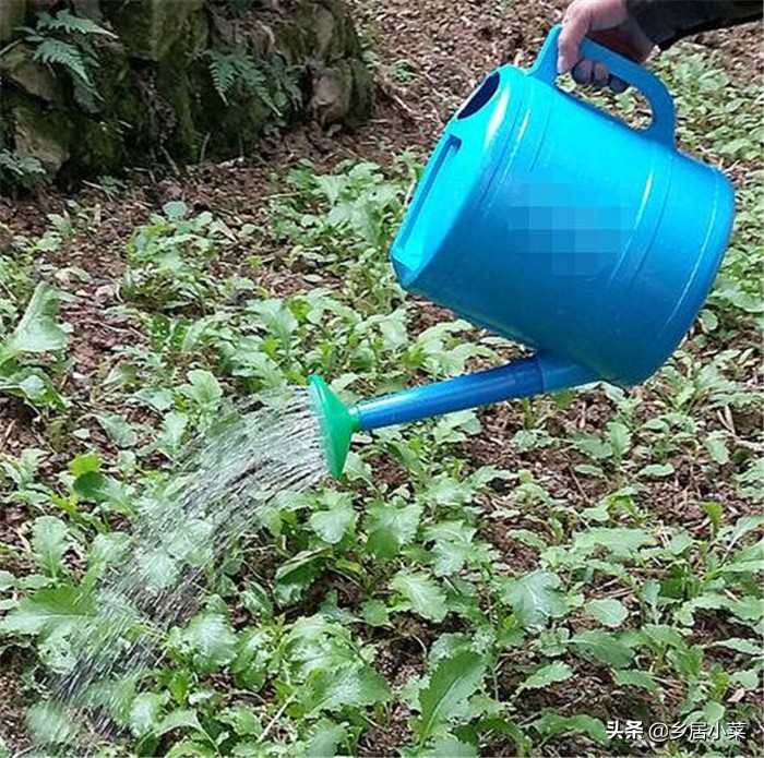 夏季种菜总是刮大风怎么办,刮台风对菜地有什么影响