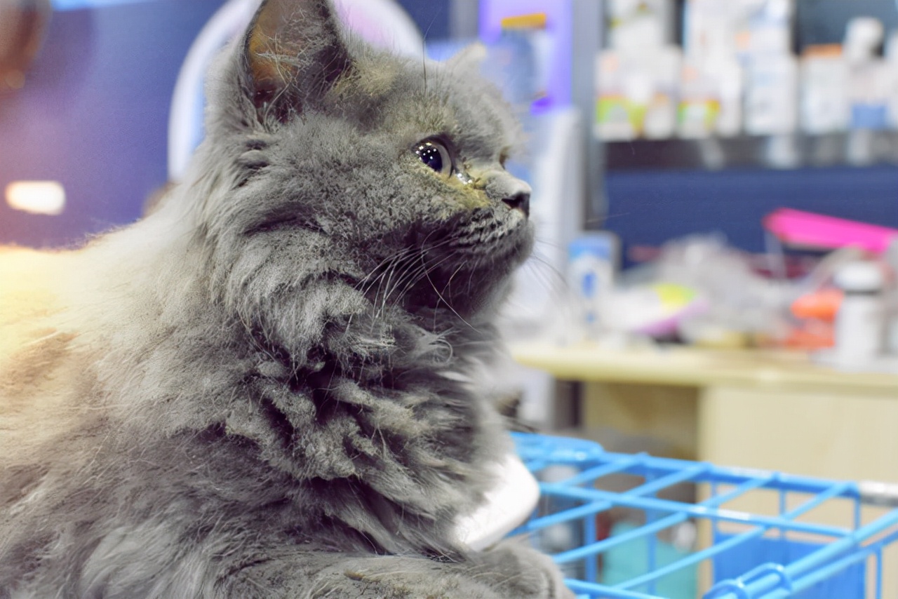 上海爱宠阳国际宠物托运 (最靠谱的宠物托运方法)