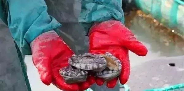 世界鲍鱼品种大全，看完成半个专家了！