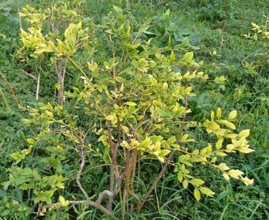 蓝莓光长叶不开花怎么回事,蓝莓出现烂叶是什么情况