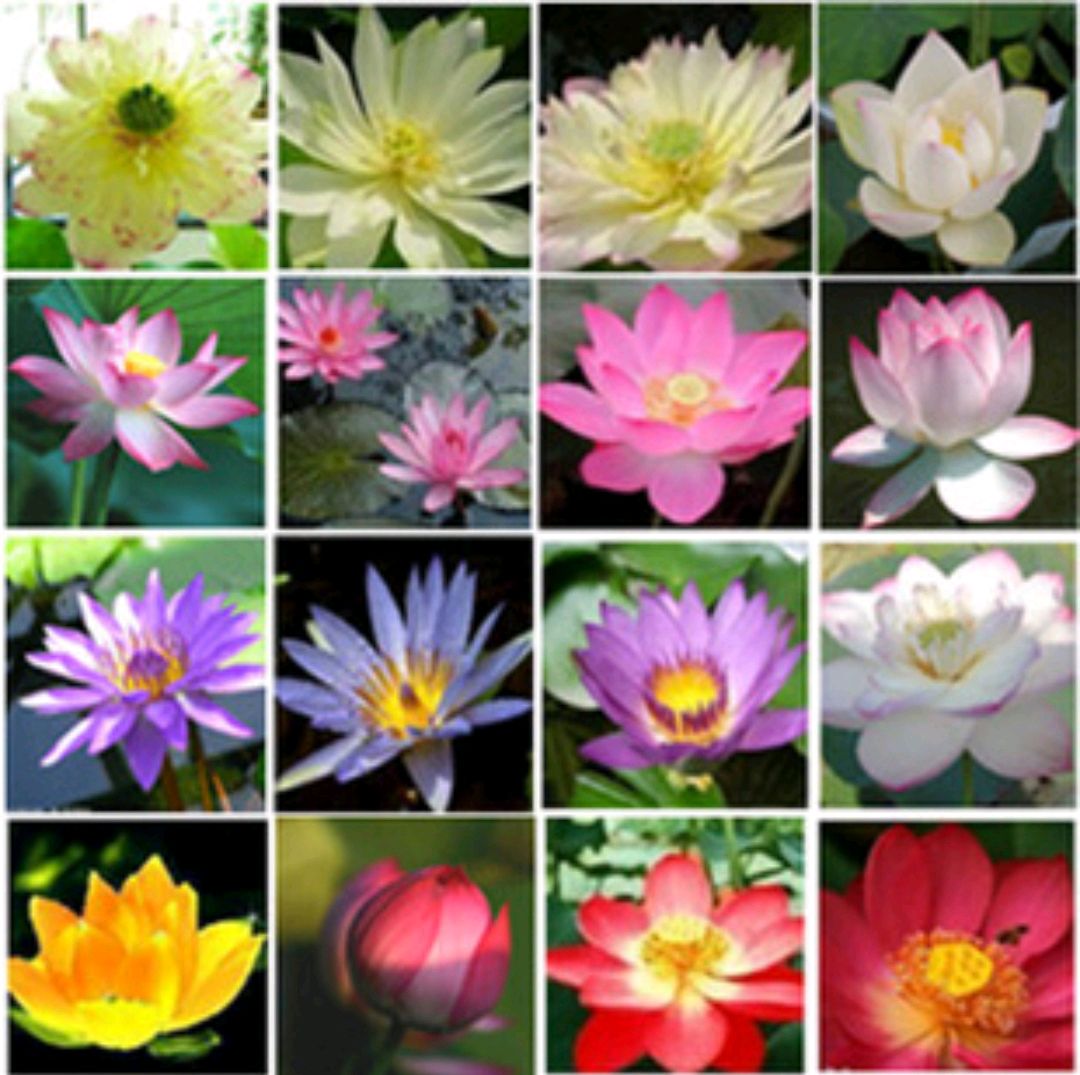 这“38种花”,当你开始收集品种时,你已入坑颇深