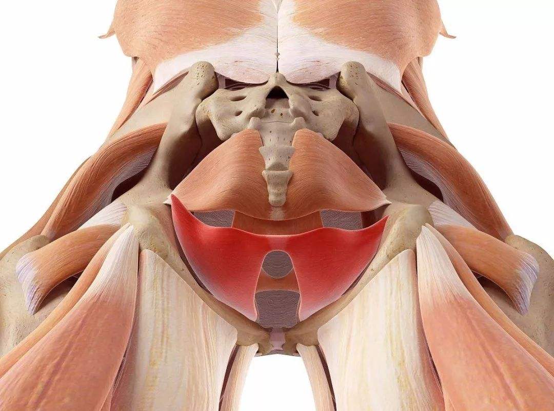 「盆底肌训练入门必修」如何不让腹部参与盆底肌训练