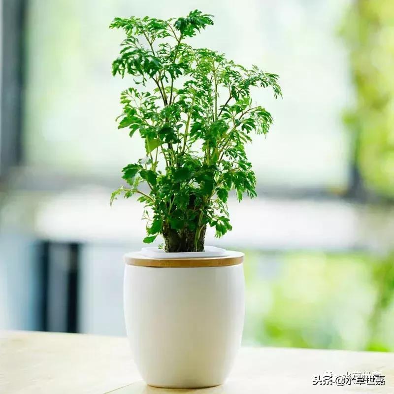 30cm水陆缸适合养什么,水陆缸植物前景中景后景搭配介绍