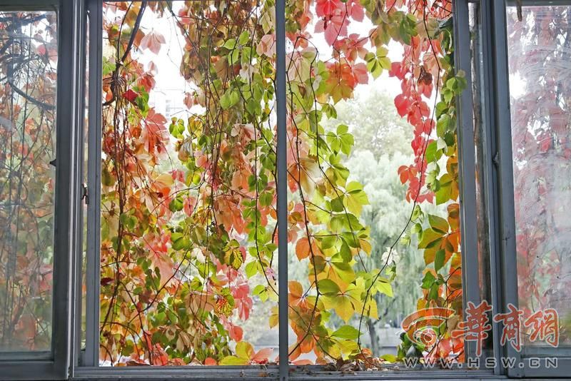 神奇！西安理工大学有道“爬山虎瀑布”，已挂30年，到了秋天就变红