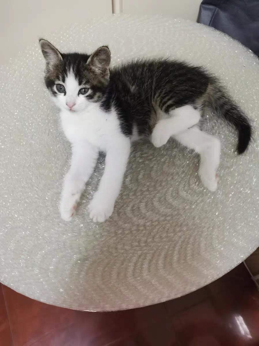 猫可以吃仓鼠饲料吗,猫可以吃鸡肉狗粮吗