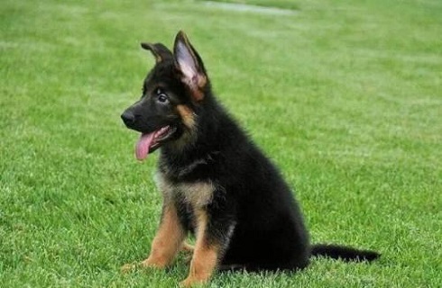 德国牧羊犬凶悍,德国牧羊犬高大威猛