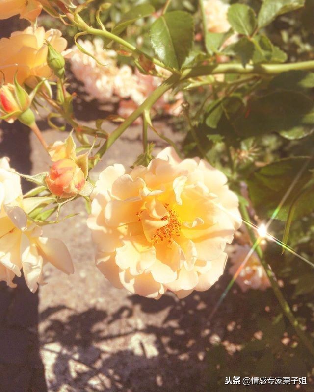 情感咨询｜栗子姐每日情感问答（1223）