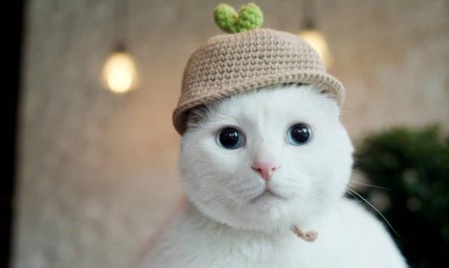 宠物经济市场前景,宠物经济下一个趋势