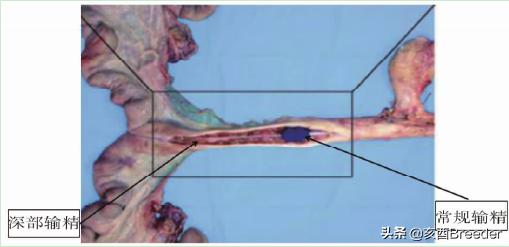 母猪输精详细操作流程,母猪输精基本操作流程