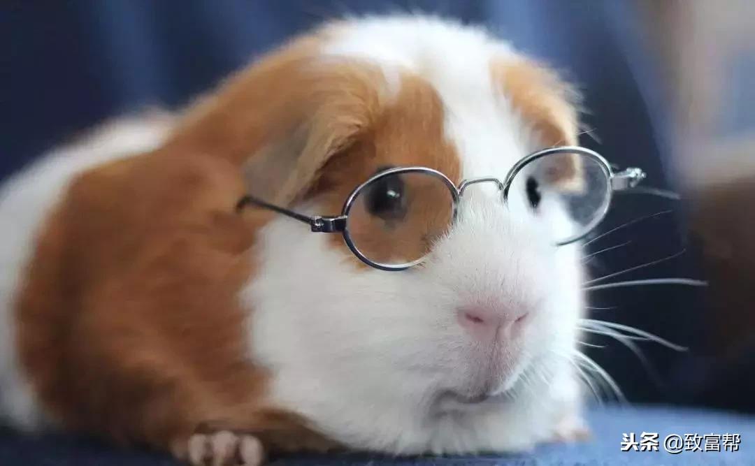 什么东西养殖效益最高呢,什么东西养殖快收益高