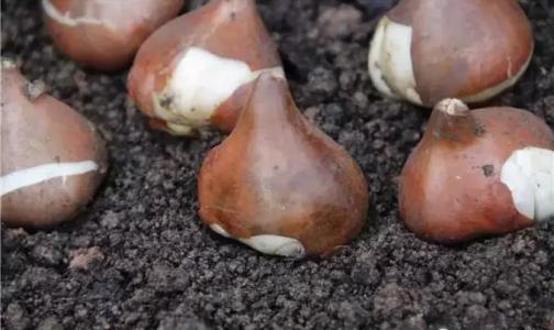 郁金香种球分裂后的小球能开花吗,郁金香开完就扔掉了吗